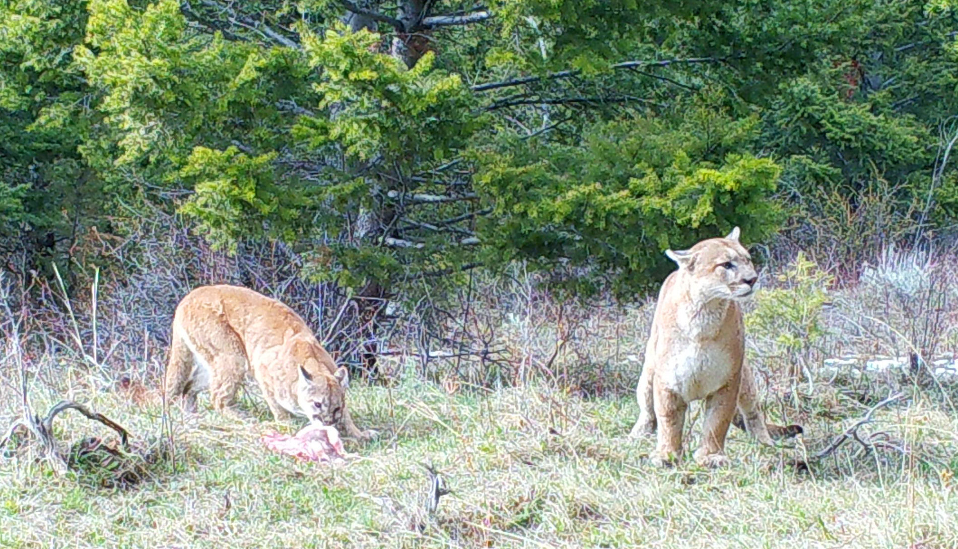 Mountain lions